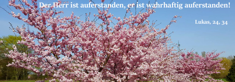 Blühender baum