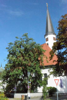 Sanierte Kirchenlinde vor der Täufer Johannis Kirche