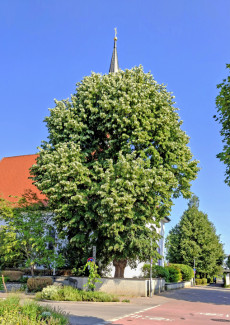 Linde an der Täufer Johannis Kirche